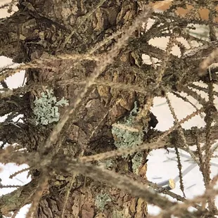 Figured out in the light of day that it was a diseased tree too!