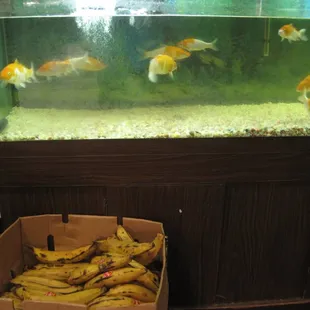 Do fish like plantains?