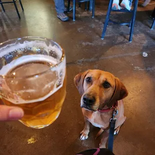 Post-run beer with the doggo ‍  ‍