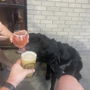 Our Dogs enjoying a sip or two
