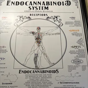 ows the endocannabinoid system