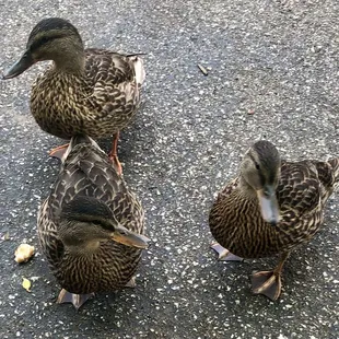 Making sure no food is left on the ground squad