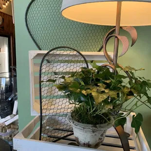 We always have beautiful green plants, come by and see for yourself!