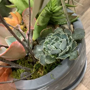 Our succulent gardens are always one of a kind and a very popular item in our store. Order one and you will find out why.
