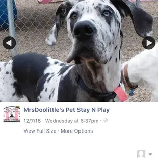 Zeus playing on their fb page!