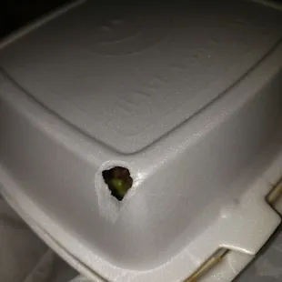 a green plant in a styrofoam container