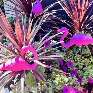 Flamingos in the Summerime