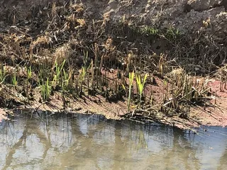 Rio Grande Valley State Park