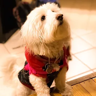 Puppy play time! "Please throw the ball!!" It was a long car ride, "I need that ball thrown please, please!" "Now!"