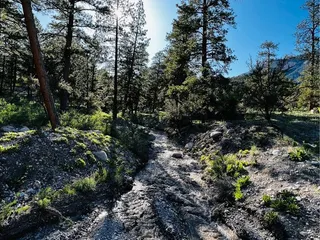 Kyle Canyon Picnic Area Day Use