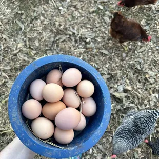 Best part of backyard feather babies