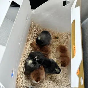 Chicks in my to-go box. They bring them to you.