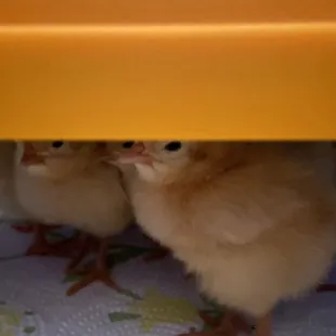Babies warming under heater.