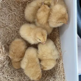 My new Buff Orpingtons