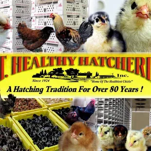 a hatching tradition for over 80 years