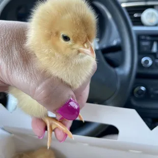 Baby Buff Orpington - 1 day old
