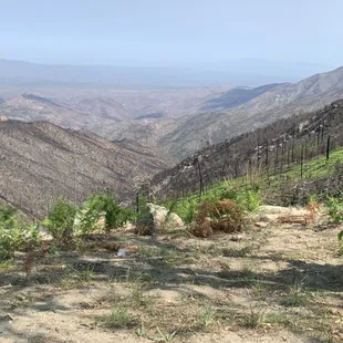 New growth is coming up after the fire burnt so many acres!