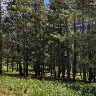 Santa Catalina wilderness.