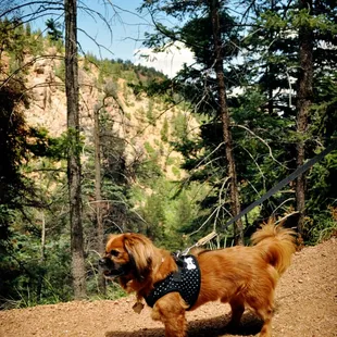 Gus loved the hike!