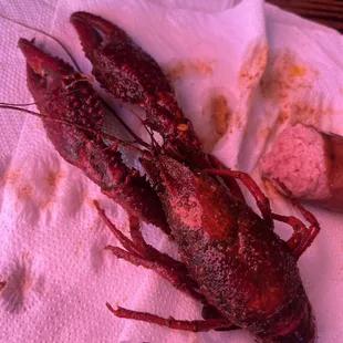 Big &apos;ole crawfish!