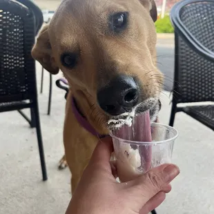 Pup cup