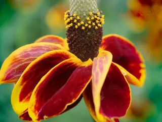 Lichterman Nature Center