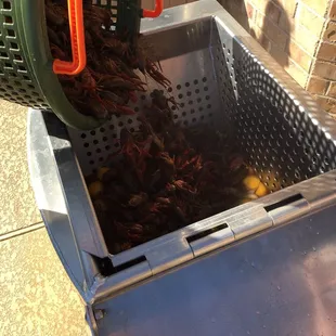 Do you hear them scream!!