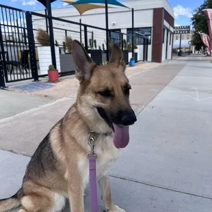 Pup friendly outside
