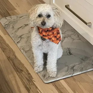 My sweet Maltipoo, Cloudy. She always comes home pretty and smelling so fresh!