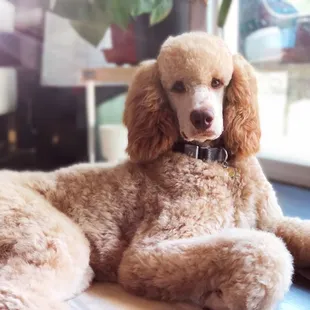 Poodle groom