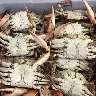 crabs in a container