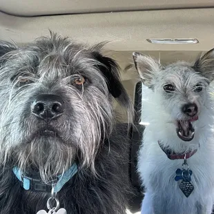 Waiting for their treats as I wait for a hot chocolate.