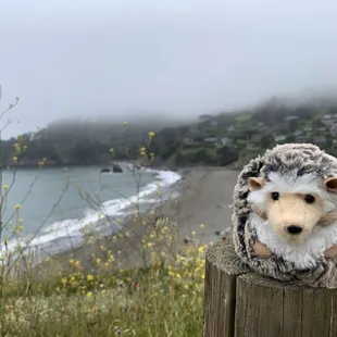 Hedgy the Hedgehog (a plush) with Muir Beach beyond.