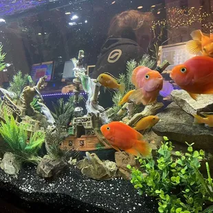 Gorgeous fish tank!!
