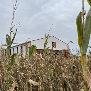 a corn field with a barn in the background