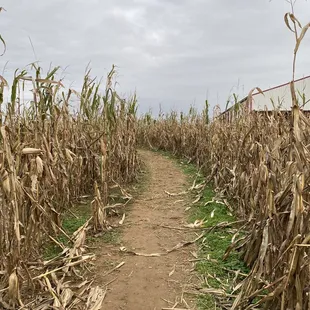 a path through a corn field