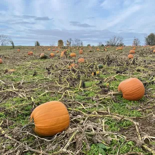 a field full of pumpkins