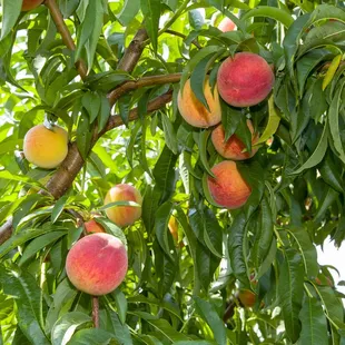 Fresh Peaches July through late August