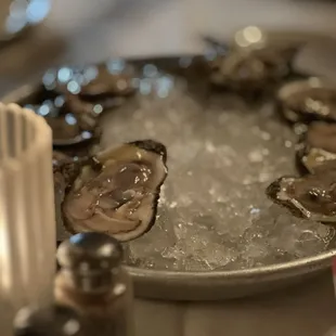 Fresh Oysters