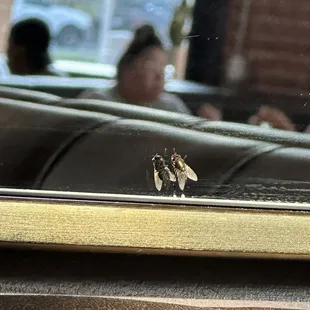 Flies absolutely everywhere including fruit flies