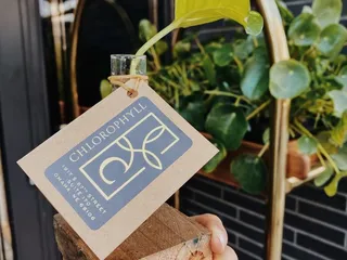 Chlorophyll by Kinghorn Gardens