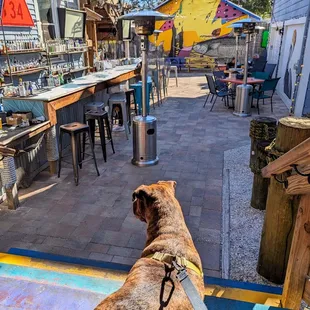 Dog friendly :)