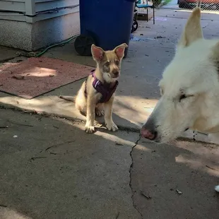 My newest puppy will be in for his shots soon!!  Here he is with my oldest who is still going strong, thanks to the vets at Mulvane!!