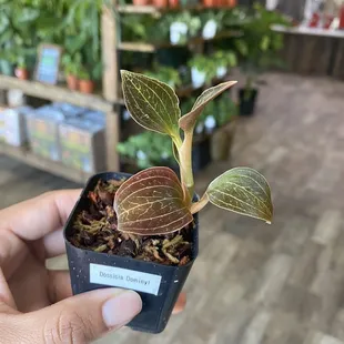 a hand holding a small potted plant