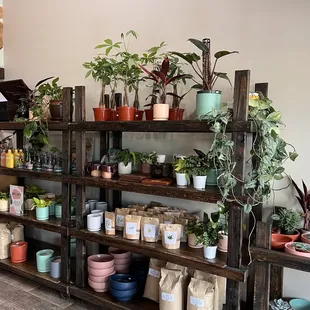 Their plants are for sale!!