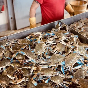 Blue Crab