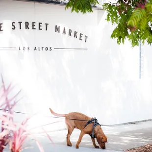 a dog sniffing the sidewalk