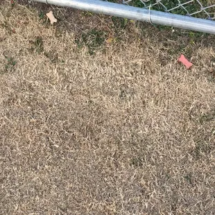 Treats left along fence line, that started multiple dog fights while I was there less than 20 minutes.