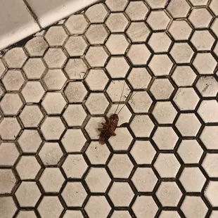 Friendly roach and judgmental, rude waiter!
