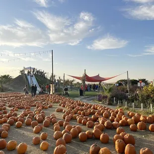 Pumpkin patch